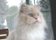 开云下载-战术的胜利，几内亚如何用F1式精密策略压制厄瓜多尔